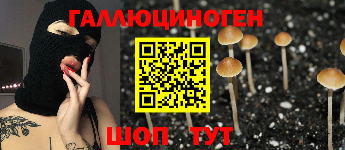 Псилоцибиновые грибы Psilocybine cubensis Астрахань